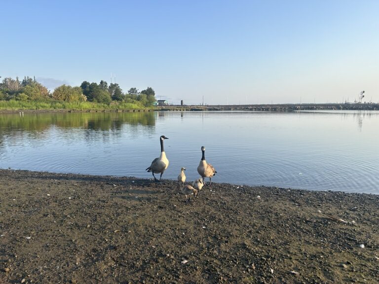 E39DB68A-3241-470F-8B4A-FC4C3C815B0F_1_105_c