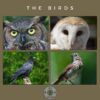 The Birds
